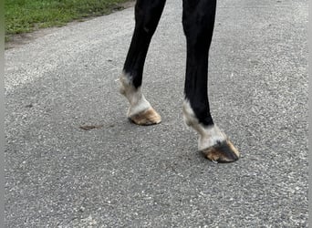 Mangalarga Marchador, Merrie, 3 Jaar, 153 cm, Bruin