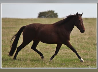 Mangalarga Marchador, Merrie, 3 Jaar, 153 cm, Bruin