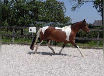 Mangalarga Marchador, Merrie, 6 Jaar, 148 cm, Gevlekt-paard