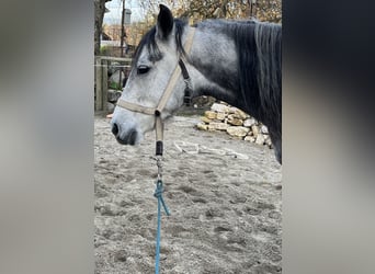 Mangalarga Marchador, Merrie, 7 Jaar, 149 cm, Vliegenschimmel