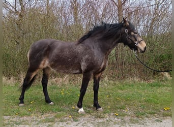 Mangalarga Marchador, Merrie, 8 Jaar, 149 cm, Buckskin