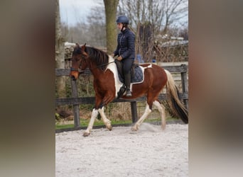 Mangalarga Marchador, Merrie, 8 Jaar, 149 cm, Gevlekt-paard