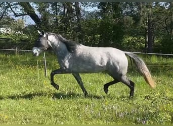 Mangalarga Marchador, Merrie, 8 Jaar, 149 cm, Vliegenschimmel