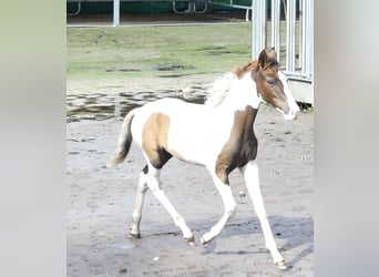 Mangalarga Marchador, Merrie, veulen (04/2023), 152 cm, Gevlekt-paard