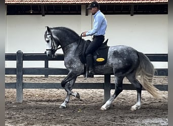 Mangalarga Marchador, Ogier, 6 lat, 156 cm, Siwa