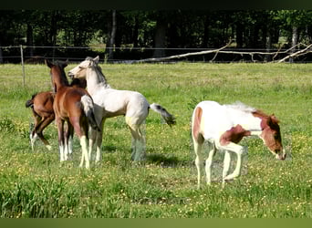 Mangalarga Marchador, Ogier, Źrebak (05/2023), 155 cm, Srokata