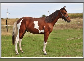 Mangalarga Marchador, Ruin, 1 Jaar, 150 cm, Gevlekt-paard