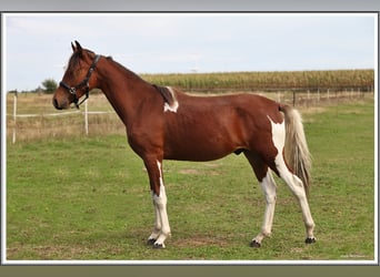 Mangalarga Marchador, Ruin, 1 Jaar, 150 cm, Gevlekt-paard
