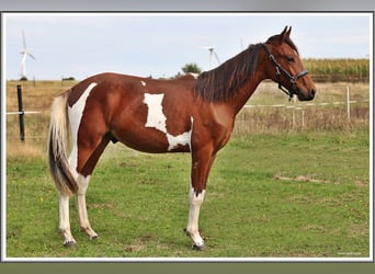 Mangalarga Marchador, Ruin, 1 Jaar, 150 cm, Gevlekt-paard