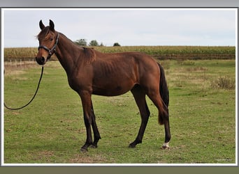 Mangalarga Marchador, Ruin, 1 Jaar, 153 cm, Donkerbruin