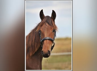 Mangalarga Marchador, Ruin, 1 Jaar, 153 cm, Donkerbruin
