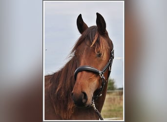 Mangalarga Marchador, Ruin, 1 Jaar, 153 cm, Donkerbruin