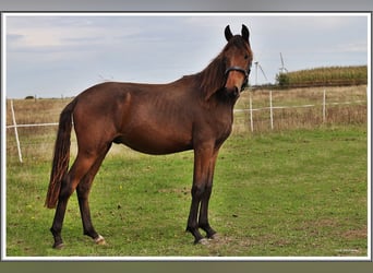 Mangalarga Marchador, Ruin, 1 Jaar, 153 cm, Donkerbruin