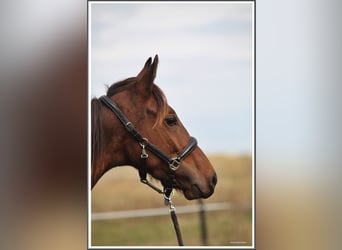 Mangalarga Marchador, Ruin, 1 Jaar, 153 cm, Donkerbruin