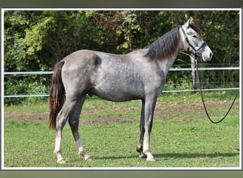 Mangalarga Marchador, Ruin, 1 Jaar, 155 cm, Zwartschimmel