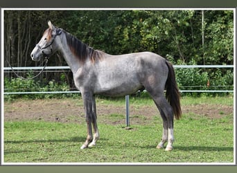 Mangalarga Marchador, Ruin, 1 Jaar, 155 cm, Zwartschimmel