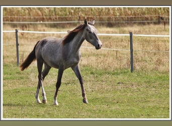 Mangalarga Marchador, Ruin, 1 Jaar, 155 cm, Zwartschimmel