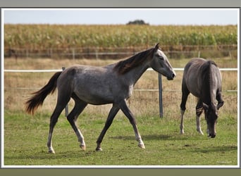 Mangalarga Marchador, Ruin, 1 Jaar, 155 cm, Zwartschimmel