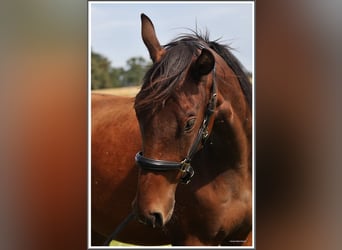 Mangalarga Marchador, Ruin, 2 Jaar, 152 cm, Gevlekt-paard