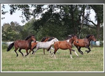 Mangalarga Marchador, Ruin, 2 Jaar, 152 cm, Gevlekt-paard
