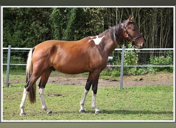 Mangalarga Marchador, Ruin, 2 Jaar, 152 cm, Gevlekt-paard