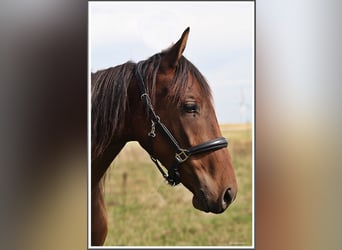 Mangalarga Marchador, Ruin, 2 Jaar, 152 cm, Gevlekt-paard