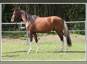 Mangalarga Marchador, Ruin, 2 Jaar, 152 cm, Gevlekt-paard