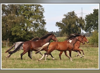Mangalarga Marchador, Ruin, 2 Jaar, 152 cm, Gevlekt-paard