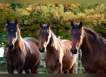 Mangalarga Marchador, Ruin, 2 Jaar, 152 cm, Gevlekt-paard