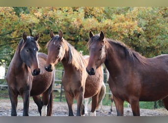 Mangalarga Marchador, Ruin, 2 Jaar, 152 cm, Gevlekt-paard