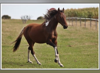 Mangalarga Marchador, Ruin, 2 Jaar, 152 cm, Gevlekt-paard