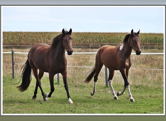 Mangalarga Marchador, Ruin, 2 Jaar, 152 cm, Gevlekt-paard