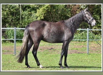 Mangalarga Marchador, Ruin, 2 Jaar, 155 cm, Zwartschimmel