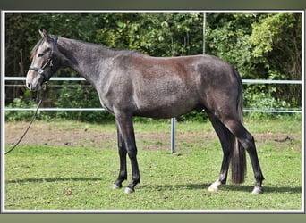 Mangalarga Marchador, Ruin, 2 Jaar, 155 cm, Zwartschimmel