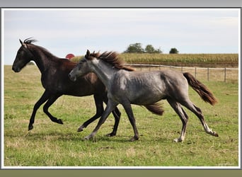 Mangalarga Marchador, Ruin, 2 Jaar, 155 cm, Zwartschimmel