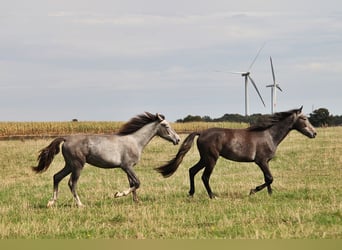 Mangalarga Marchador, Ruin, 2 Jaar, 155 cm, Zwartschimmel