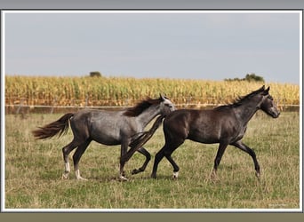 Mangalarga Marchador, Ruin, 2 Jaar, 155 cm, Zwartschimmel