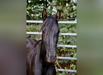 Mangalarga Marchador Mix, Ruin, 2 Jaar, Zwart