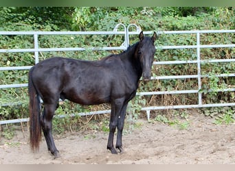 Mangalarga Marchador Mix, Ruin, 2 Jaar, Zwart