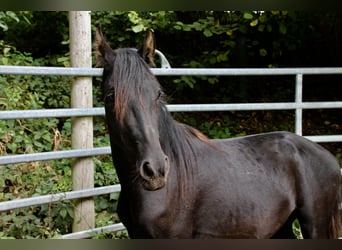 Mangalarga Marchador Mix, Ruin, 3 Jaar, Zwart