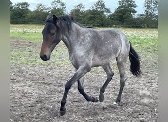 Mangalarga Marchador, Ruin, 4 Jaar, 156 cm, Roan-Blue