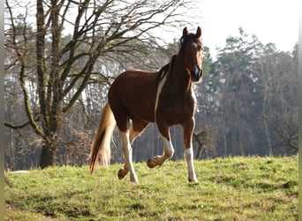 Mangalarga Marchador, Ruin, 5 Jaar, 160 cm, Tobiano-alle-kleuren