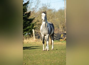 Mangalarga Marchador, Ruin, 6 Jaar, 160 cm, Schimmel