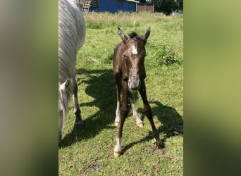 Mangalarga Marchador, Semental, 1 año, 155 cm, Tordillo negro
