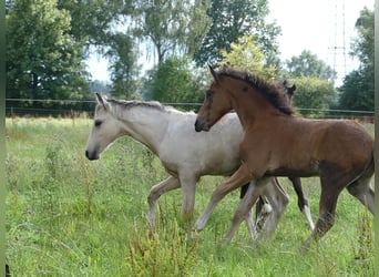 Mangalarga Marchador, Semental, 2 años, 156 cm, Castaño