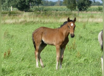 Mangalarga Marchador, Semental, 2 años, 156 cm, Castaño