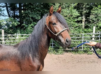 Mangalarga Marchador Mestizo, Semental, 2 años, Castaño