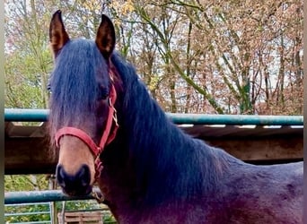 Mangalarga Marchador Mestizo, Semental, 2 años, Castaño