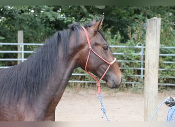 Mangalarga Marchador Mestizo, Semental, 3 años, Castaño