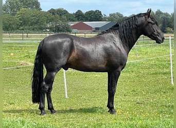 Mangalarga Marchador, Semental, 7 años, 155 cm, Negro